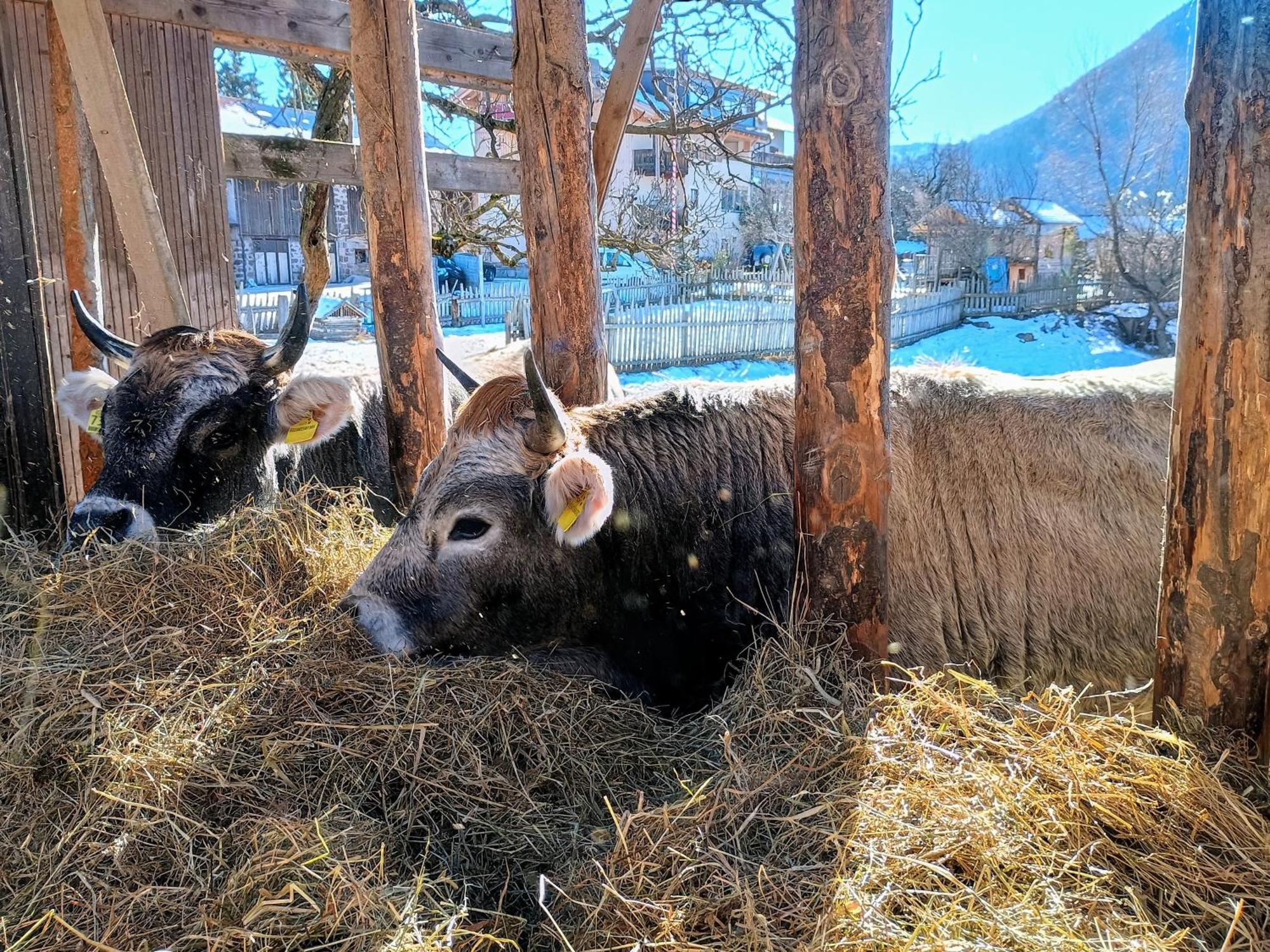 알디노 Koflhof Urlaub Auf Dem Bauernhof 빌라 외부 사진